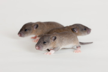 three small rats
