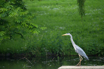 Grey heron looking for food in a canal