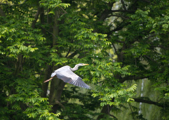 Grey heron flying along a canal in spring