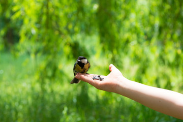 Child and bird