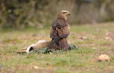 Milano negro con una presa