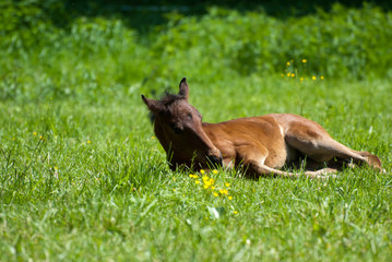 Fohlen liegt auf der Koppel - Wiese