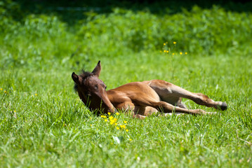 Fohlen liegt auf der Koppel - Wiese