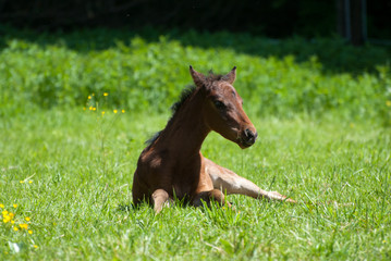 Fohlen liegt auf der Koppel - Wiese