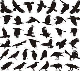 Bird carrion crow - 41688839