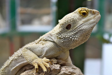 Lézard Blanc