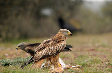Milano real con una presa