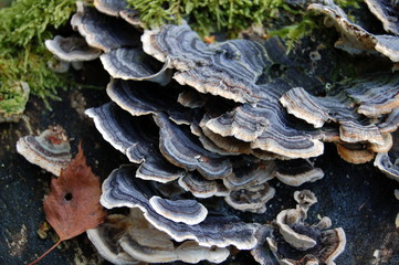 Fungus growing on a mossy tree stump