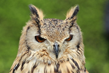 Bengal eagle owl
