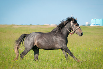 Obraz na płótnie Canvas piękny czarny koń na polu