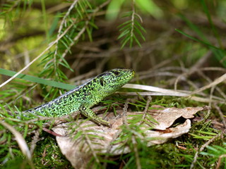 Zauneidechse im Wald