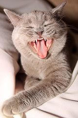 Cat with open mouth