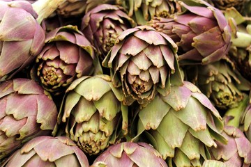 Obraz premium freshly artichoke