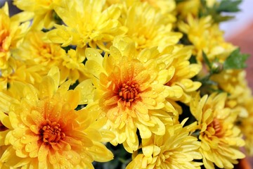 bright yellow  chrysanthemums