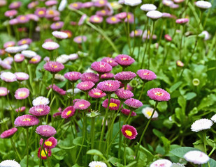 Bellis perennis in the garden .