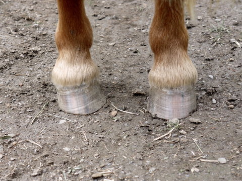 Ponyhufe