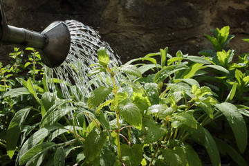 Krätergarten © roostler