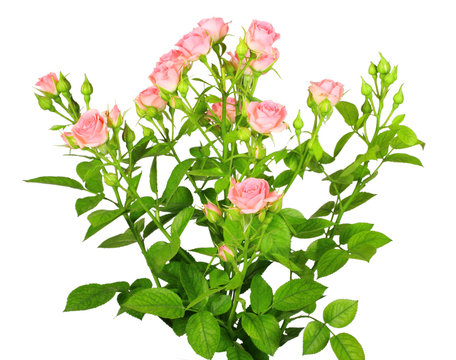 Bouquet of pink roses with green leafes