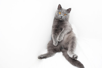 Obraz premium British blue cat