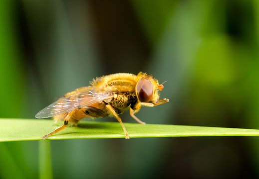 grooming hoverfly