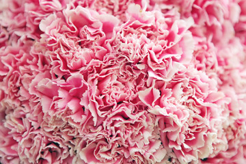 White-pink  carnations background