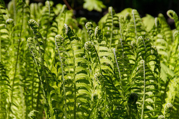 young fern leaf. nature background