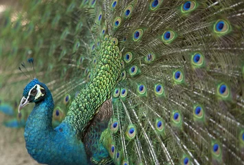 Crédence de cuisine en verre imprimé Paon Detail of beautiful peacock with feathers.