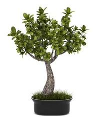 Photo sur Plexiglas Bonsaï Plante bonsaï en pot isolé sur fond blanc