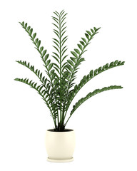 decorative plant in pot isolated on white background