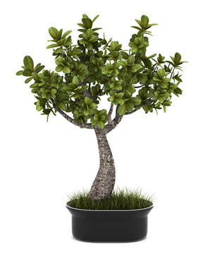 bonsai plant in pot isolated on white background