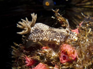 Nudibranch - Chromodoris mandapamensis
