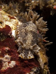 Nudibranch - Chromodoris mandapamensis