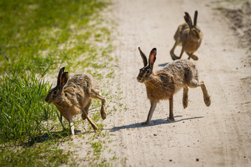 The rabbits running around the meadow