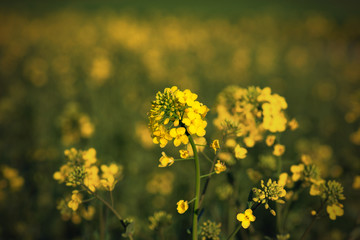 rapeseed blossom