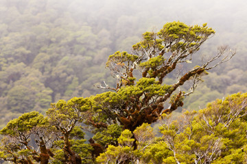 Mountain beech rain forest in Fjordland NP, NZ