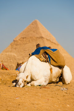 Sad White Camel Pyramid Giza Cairo