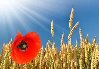 golden wheat with red poppy in the blue sky background