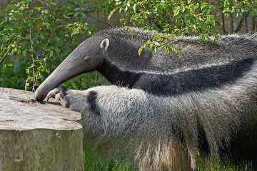 Giant anteater (Myrmecophaga tridactyla)