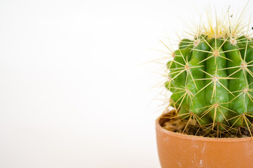 small cactus in pot