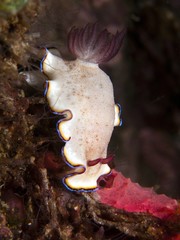 Nudibranch - Hypselodoris maritima