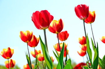 Fototapeta premium Tulips