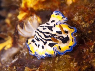 Nudibranch - Hypselodoris maritima