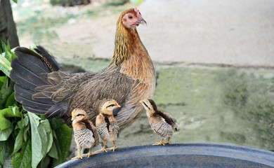 The hen and three chicks.
