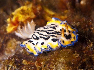 Nudibranch - Hypselodoris maritima