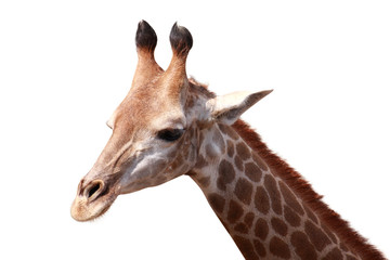 giraffe isolated background