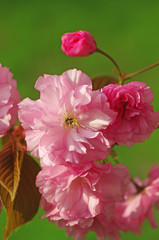 八重の桜