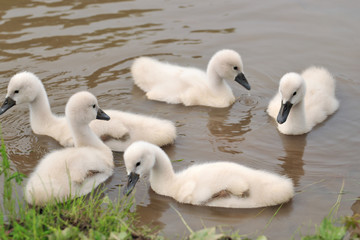 Obraz premium 白鳥のヒナ
