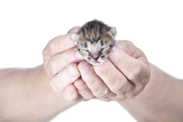 a young kitten
