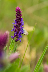 Colorful butterfly on a purple flower