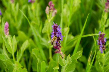 Honey bee on a purple flower